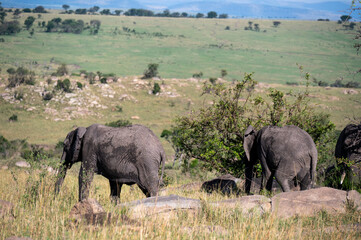 Fototapeta premium Elephants in Serengeti National Park, Tanzania