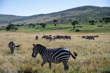 Zebra in Serengeti National Park, Tanzania during Great Migration