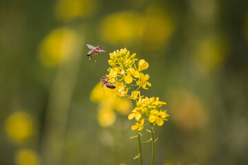 bees on yellow flower