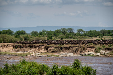 Wildebeest herd crossing Mara River during Great Migration, Serengeti, Tanzania, Masai Mara, Kenya