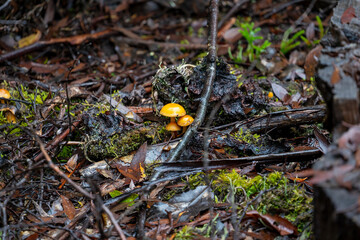 Glistening yellow mushrooms, Cradle Mountain - Lake St Clair National Park, Tasmania, Australia