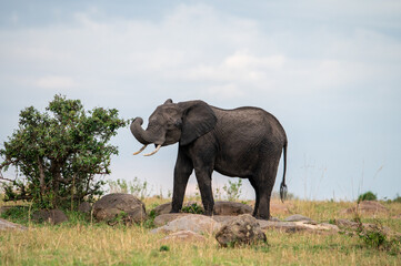 Fototapeta premium Elephants in Serengeti National Park, Tanzania, during Great Migration