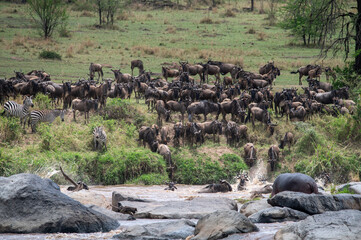 Wildebeest herd crossing Mara River during Great Migration, Serengeti, Tanzania, Masai Mara, Kenya