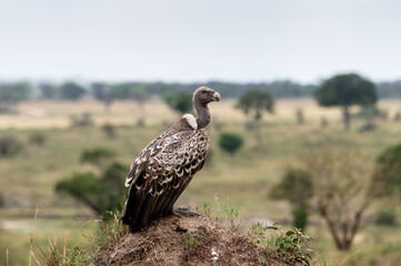 Rüppell’s Griffon Vulture near Mara River during Great Migration, Serengeti, Tanzania, Masai...
