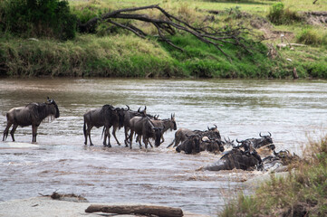 Wildebeest herd crossing Mara River during Great Migration, Serengeti, Tanzania, Masai Mara, Kenya