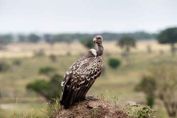 Rüppell’s Griffon Vulture near Mara River during Great Migration, Serengeti, Tanzania, Masai...