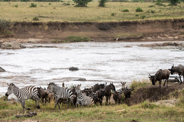 Wildebeest and zebra crossing Mara River during Great Migration, Serengeti, Tanzania, Masai Mara,...