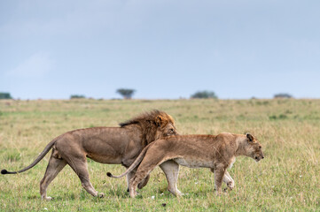 Male and female lion in Serengeti National Park during Great Migration, Tanzania, Masai Mara, Kenya