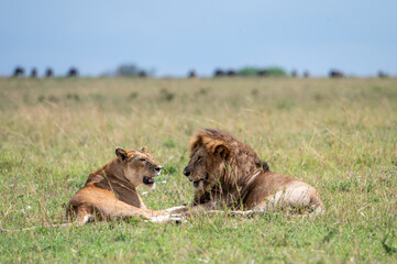 Male and female lion in Serengeti National Park during Great Migration, Tanzania, Masai Mara, Kenya
