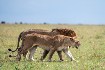 Male and female lion in Serengeti National Park during Great Migration, Tanzania, Masai Mara, Kenya