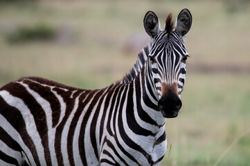 Zebra in Serengeti National Park, Tanzania during Great Migration