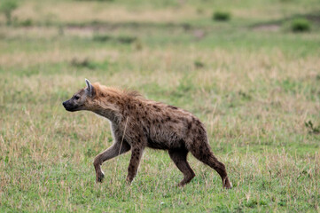 Hyena in Serengeti National Park, Tanzania during Great Migration