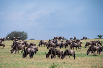 Wildebeest near Mara River during Great Migration, Serengeti, Tanzania, Masai Mara, Kenya