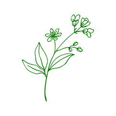 Green line drawing of a delicate flowering plant isolated on white background