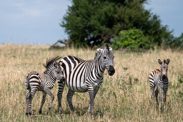 Zebra in Serengeti National Park, Tanzania during Great Migration