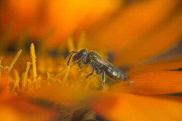 bee on flower