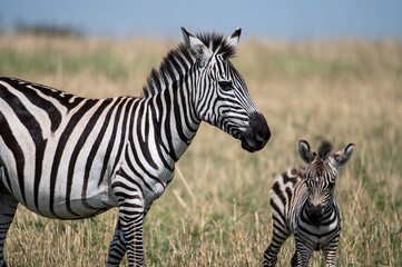 Zebra in Serengeti National Park, Tanzania during Great Migration
