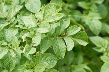 Colorado potato beetle larvae on eaten away potato leaf. Close-up. An illustration about protecting agricultural plants from bugs. Farm and gardening. Macro