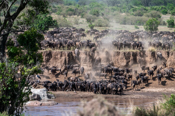 Wildebeest herd crossing Mara River during Great Migration, Serengeti, Tanzania, Masai Mara, Kenya