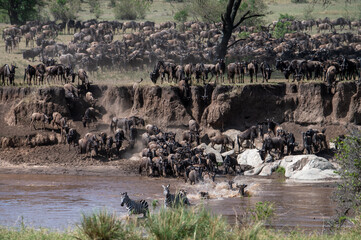 Wildebeest herd crossing Mara River during Great Migration, Serengeti, Tanzania, Masai Mara, Kenya