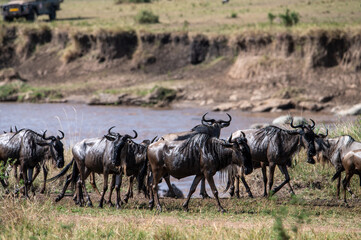 Wildebeest herd crossing Mara River during Great Migration, Serengeti, Tanzania, Masai Mara, Kenya
