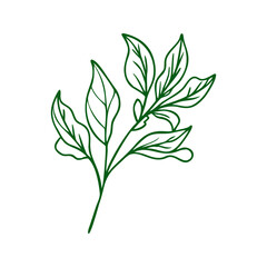 Green line art of a plant branch with leaves isolated on white background