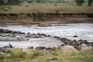 Wildebeest herd crossing Mara River during Great Migration, Serengeti, Tanzania, Masai Mara, Kenya