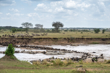 Wildebeest herd crossing Mara River during Great Migration, Serengeti, Tanzania, Masai Mara, Kenya
