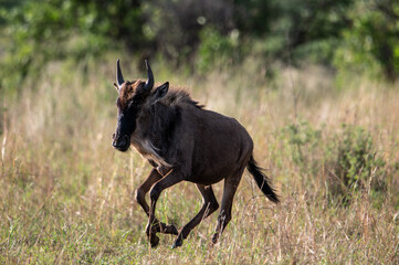 Wildebeest near Mara River during Great Migration, Serengeti, Tanzania, Masai Mara, Kenya
