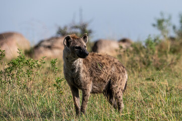 Hyena in Serengeti National Park, Tanzania during Great Migration