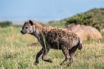 Hyena in Serengeti National Park, Tanzania during Great Migration