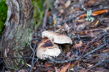Brown and white mushrooms amid undergrowth, Cradle Mountain - Lake St Clair National Park,...