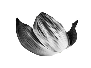 Elegant Monochrome Flower Petal, Isolated on Transparent PNG