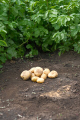 Freshly and carefully harvested potatoes directly from the garden for your culinary delights
