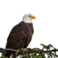 Obraz premium Bald Eagle Perched on Tree Branch Overlooking Mountain Valley, Natural Scene