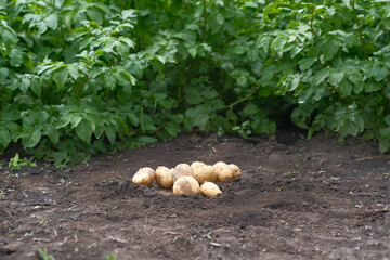 Freshly and carefully harvested potatoes directly from the garden for your culinary delights