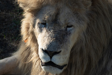 Lion, Closeup - A portrait of a white lion with a close-up view of its face.