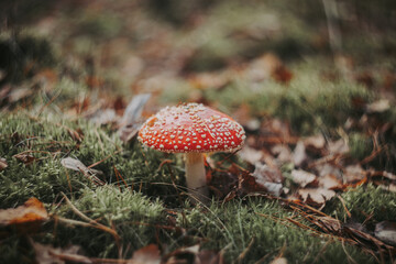 amanita muscaria fly agaric mushroom