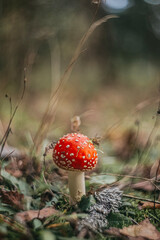 amanita muscaria fly agaric mushroom