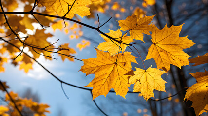 Obraz premium Sunlight shines through colorful autumn leaves on a tree branch, creating a warm and inviting fall atmosphere