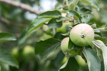 The Remarkable and Stunning Growth of Vibrant Green Apples on a Tree in a Serene Natural Setting