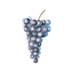 Bunch of ripe dark grapes. Isolated watercolor illustration in realistic style for wine shop design, bottle labels, bar menu, printing on clothes and posters.