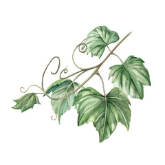 Grapevine. Isolated watercolor illustration in realistic style for wine shop design, bottle labels, bar menu, printing on clothes and posters.