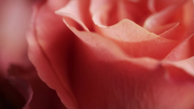 Red Rose flower head rotating extreme close up stock footage (Zooming out)
