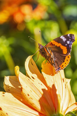 Flowering flower in a garden with an Red admiral butterfly in the sunshine