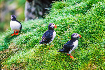 Atlantic puffins on grass at a bird cliff