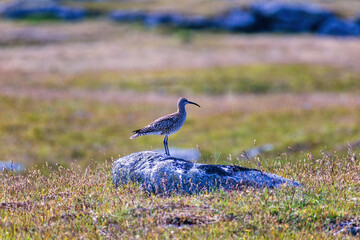 Eurasian whimbrel bird on a rock at  a moor