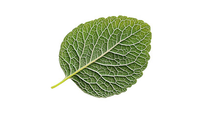 Obraz premium Zigzag oregano leaf, background isolated on a Transparent background, PNG file.