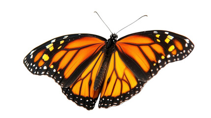 Vibrant monarch butterfly background isolated on a Transparent background, PNG file.