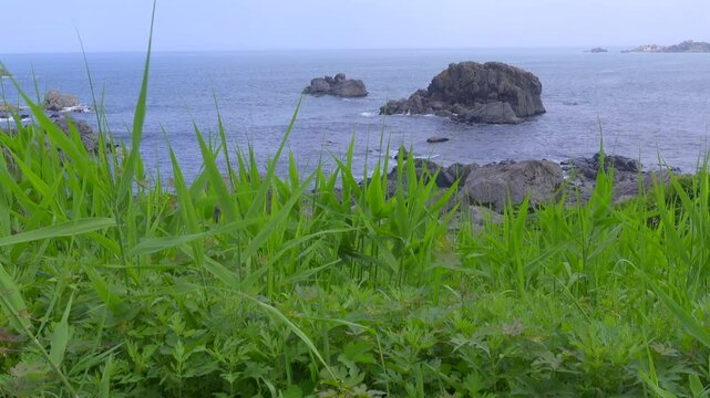 種差C4